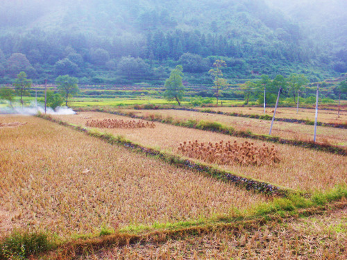 Burning off dried rice stalks.